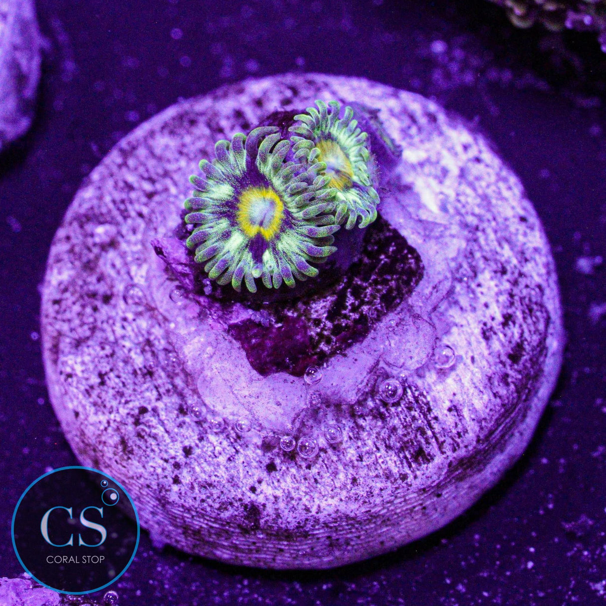 Spectral Hornet Zoa