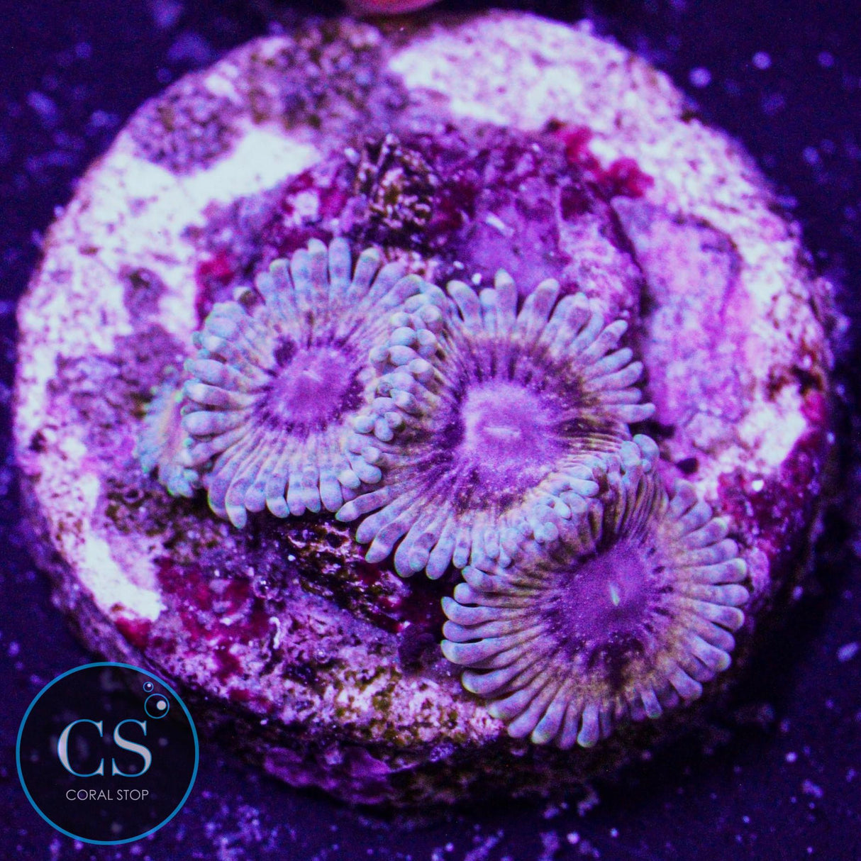 CB White Walkers Zoa