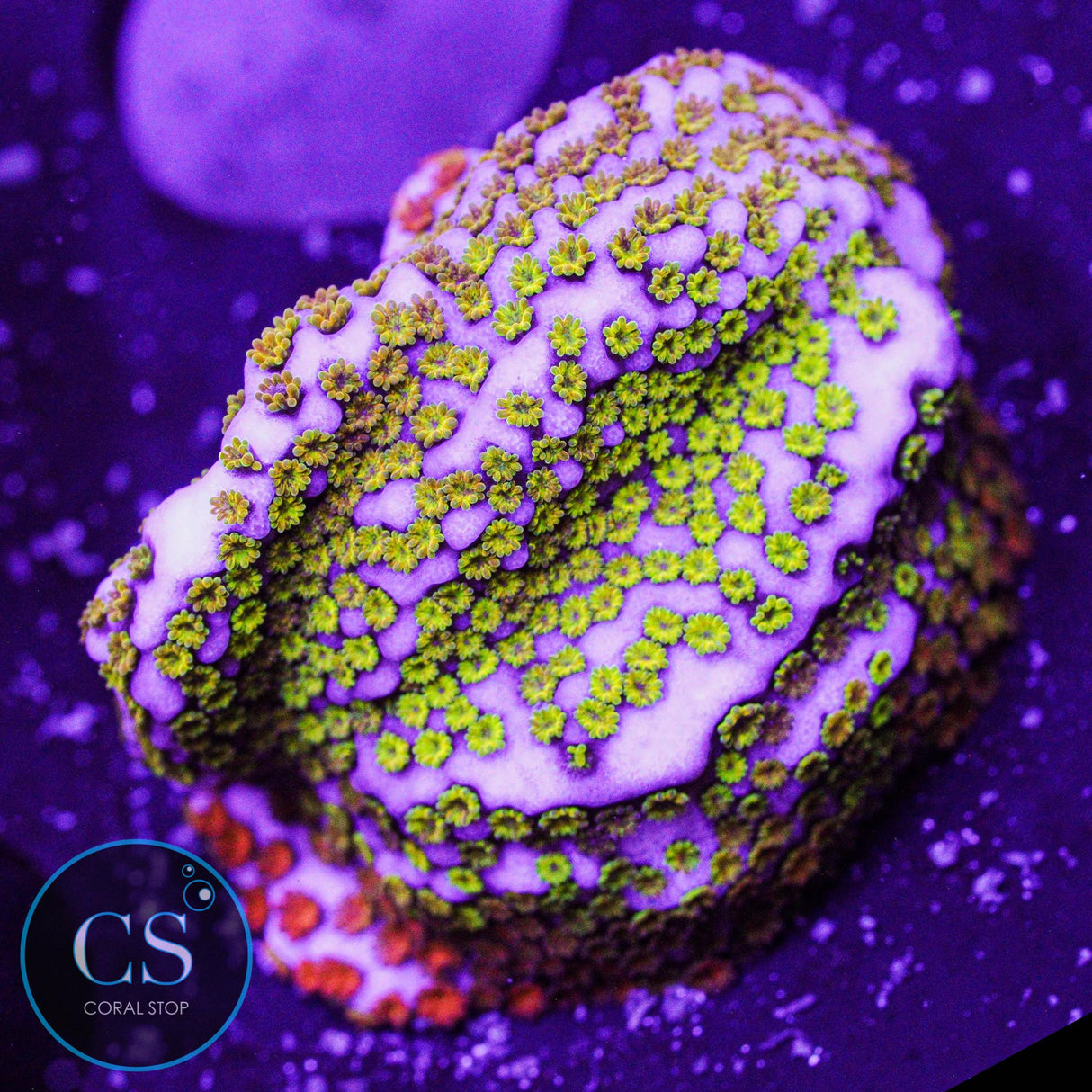 WWC Rainbow Montipora
