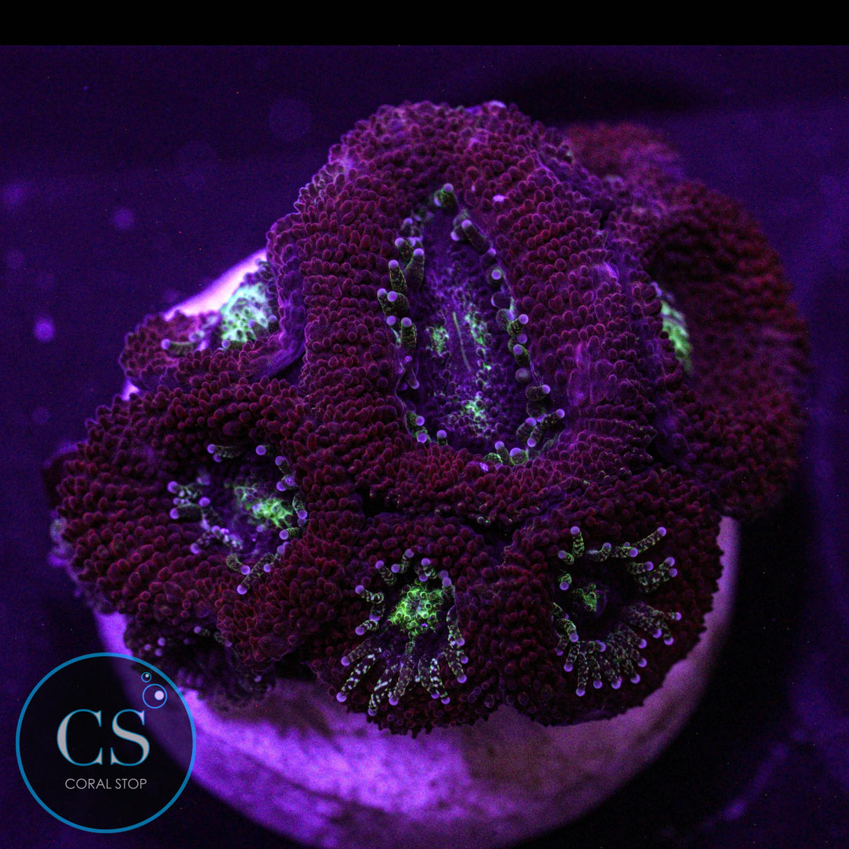 CS Gaslight Micromussa