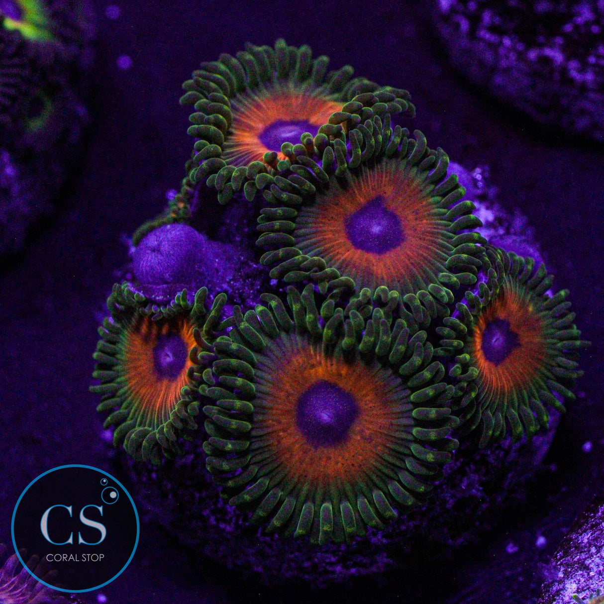 CS Reverse Rasta Zoa