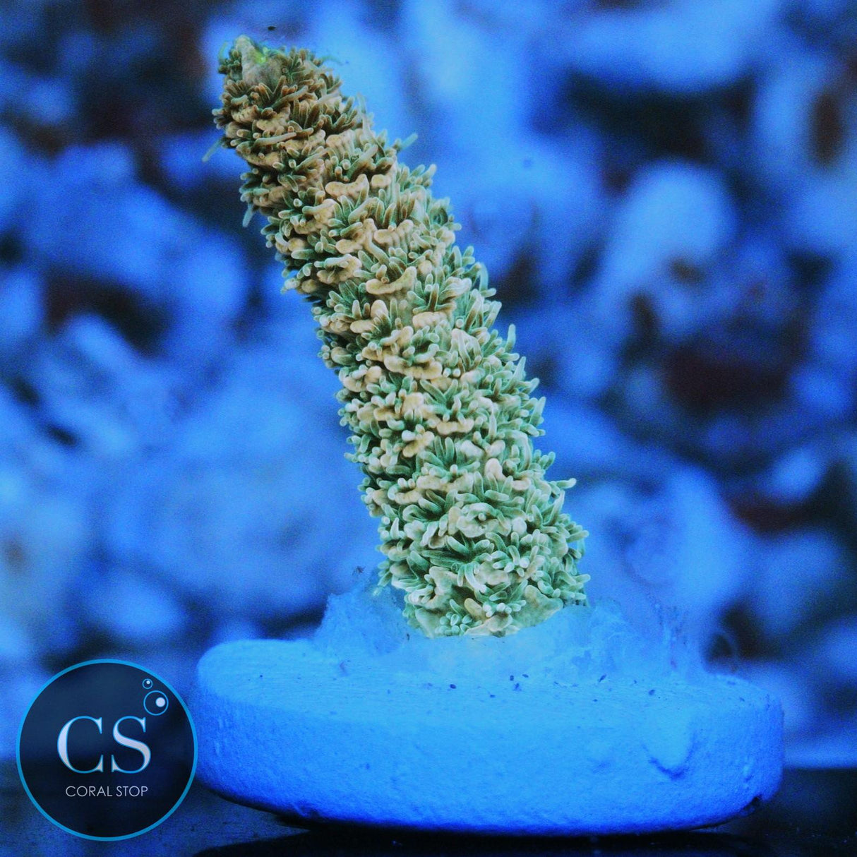 CS TROPICAL RAY MILLI