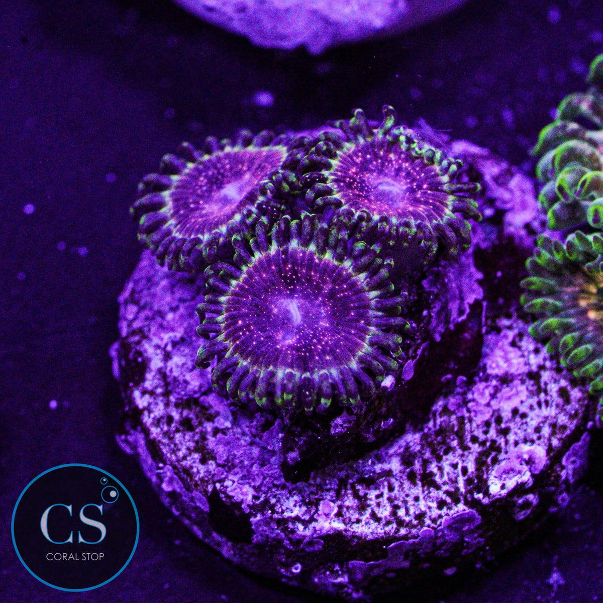 Strawberry Wine Zoa