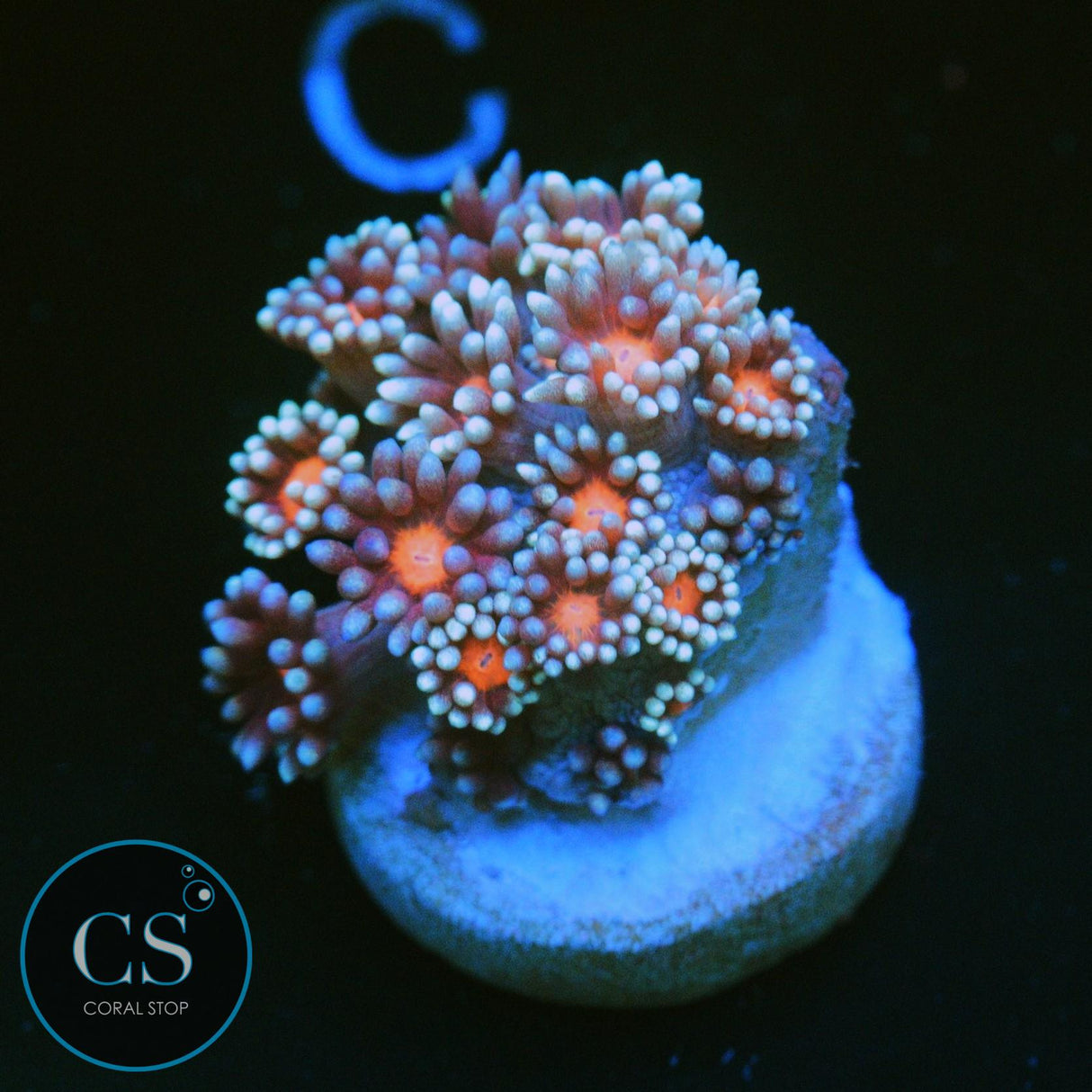 FROZEN ERUPTION GONI