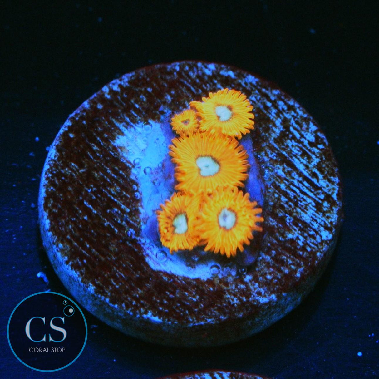 CHARMANDERS ZOA