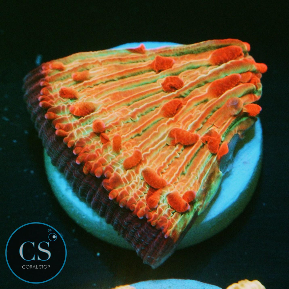 FLAME TIP DIASERIS PLATE