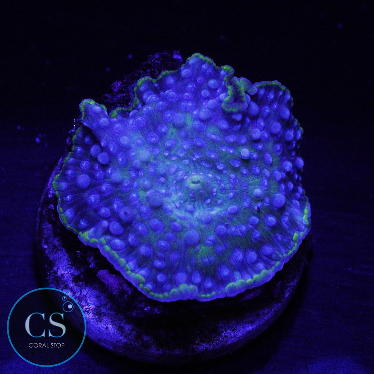 BLUE SPECKLED MUSHROOM