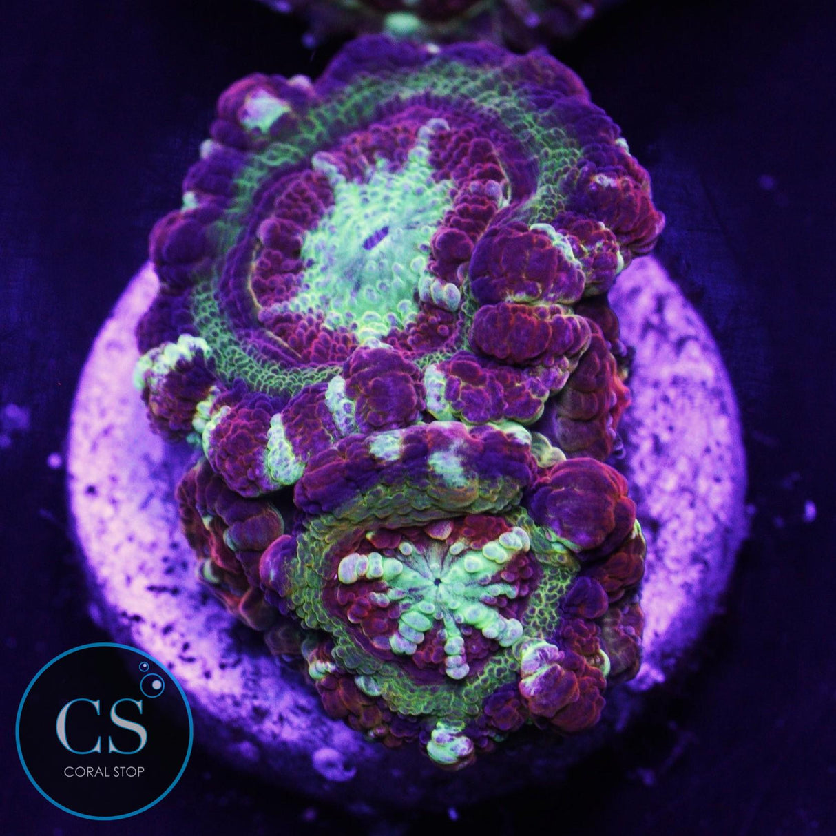 CS New Release Molten Stardust Asian Acan