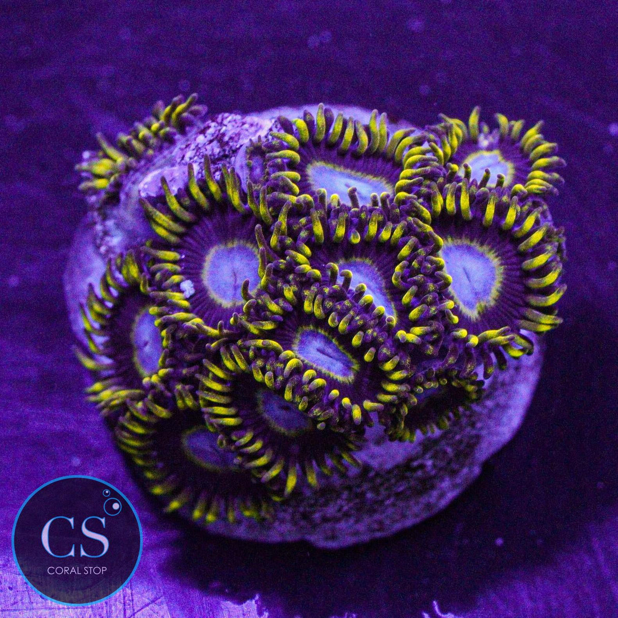 Frozen Hornet Zoa