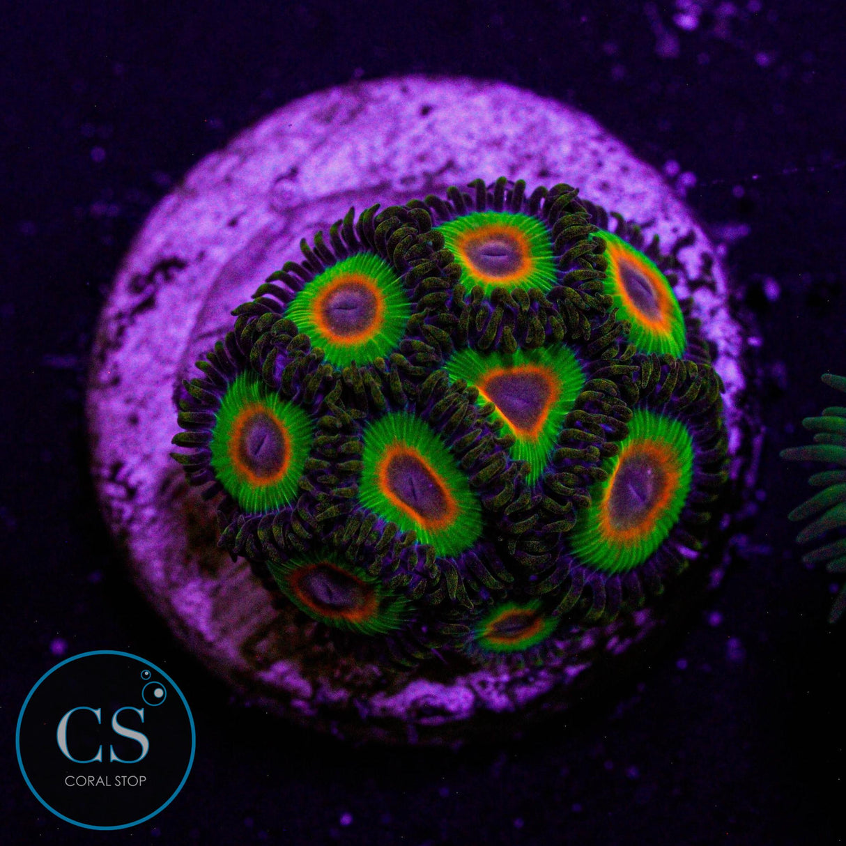 Rasta Zoa
