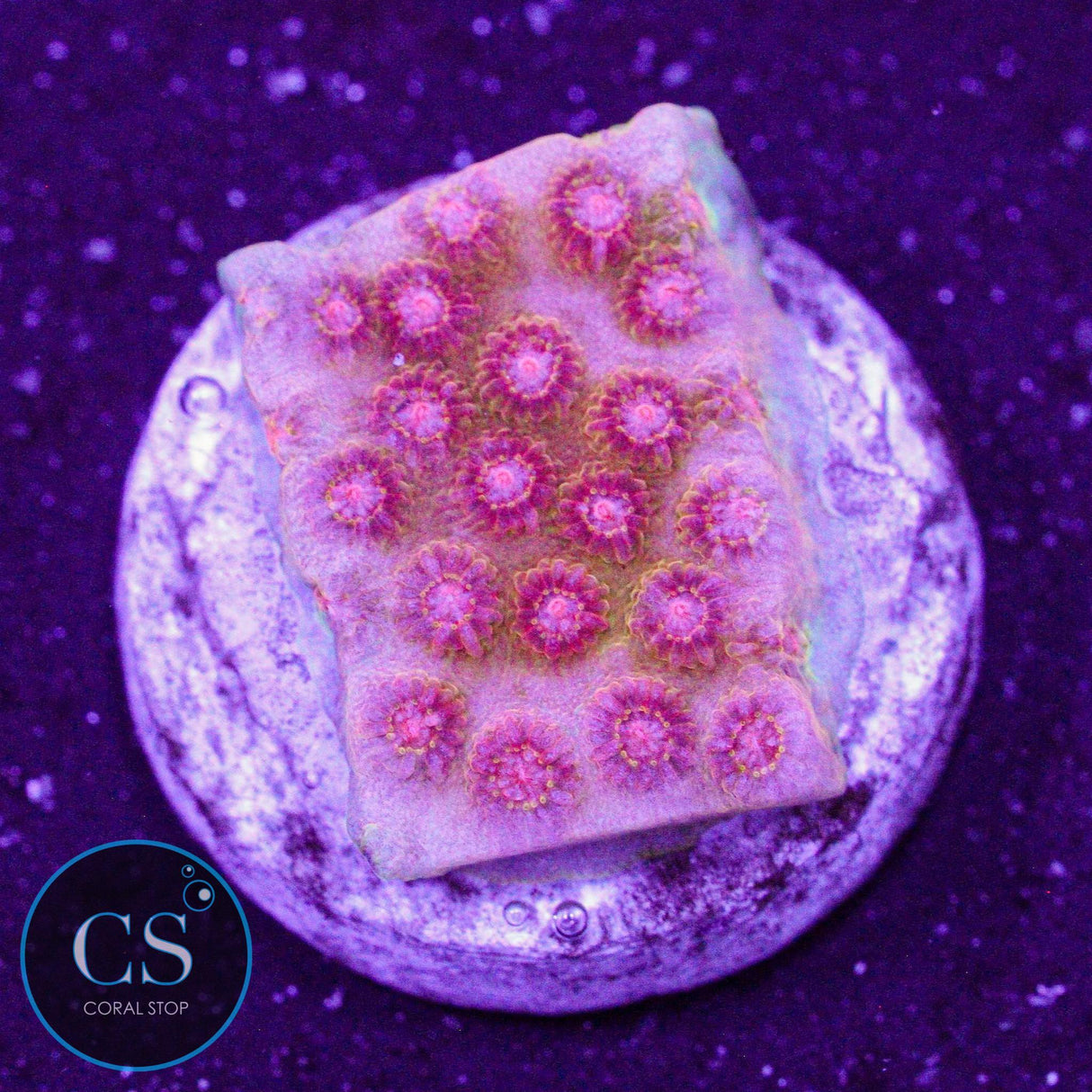 Blazing Sun Cyphastrea