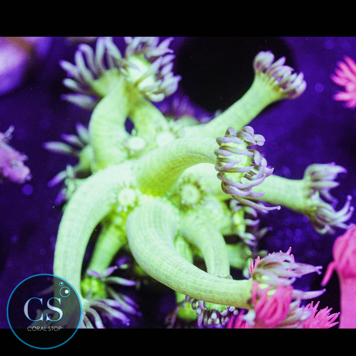 Pseudo Glitter Goniopora