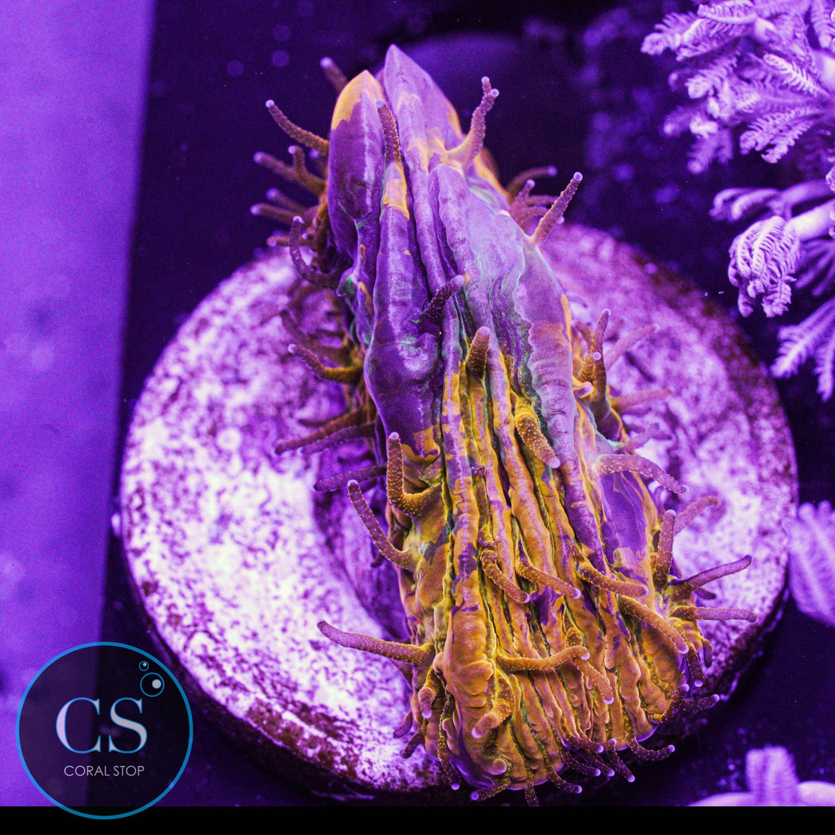 Purple Monster Plate