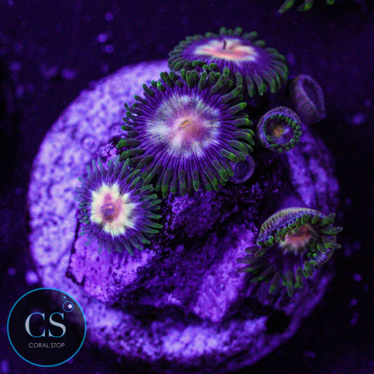 JF Stargazer Zoa