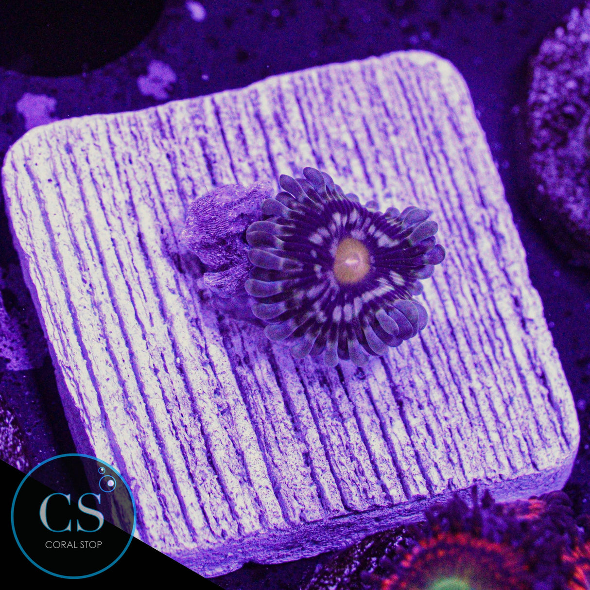 New Release! DK Thundersphere Zoa