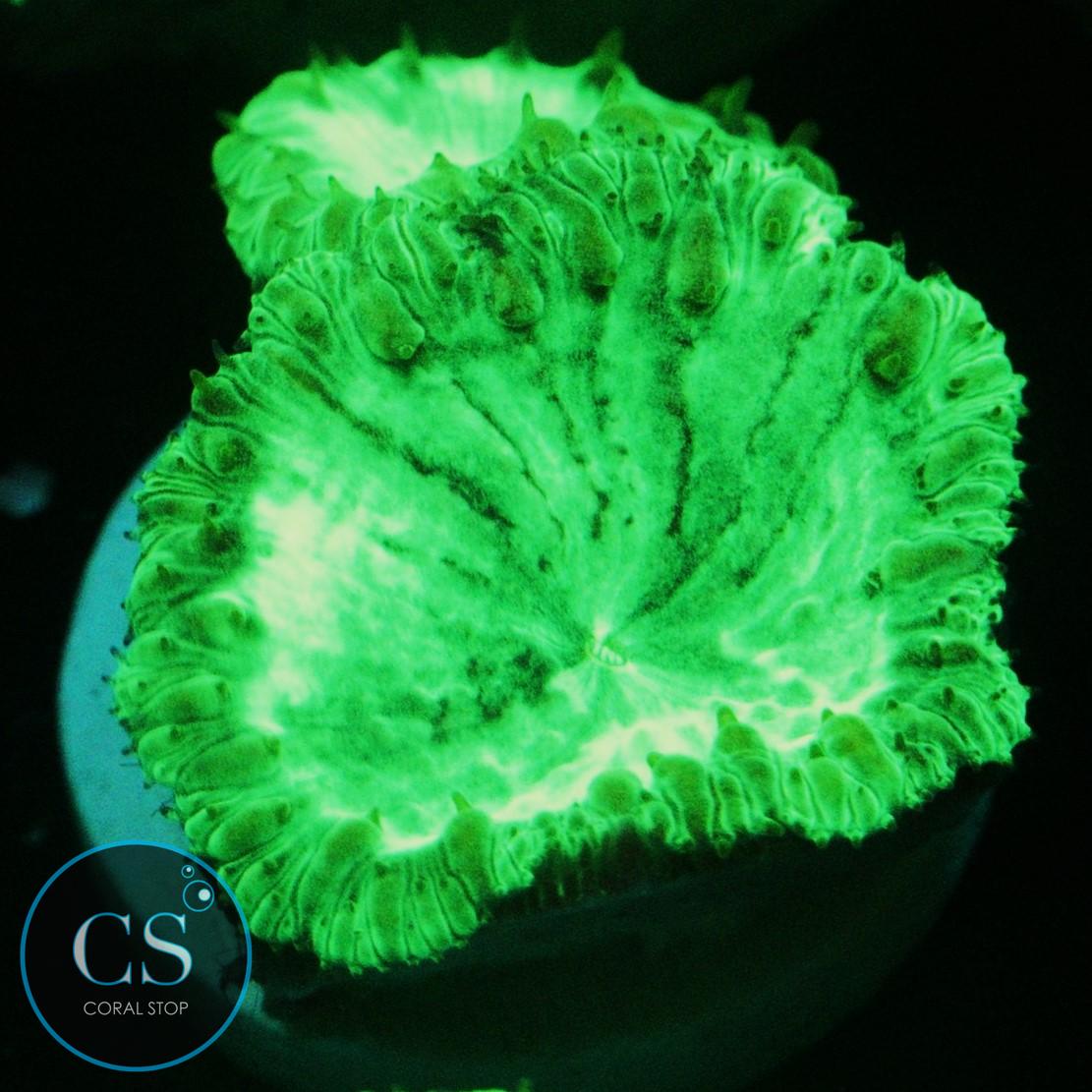 KRYPTONITE BLASTO