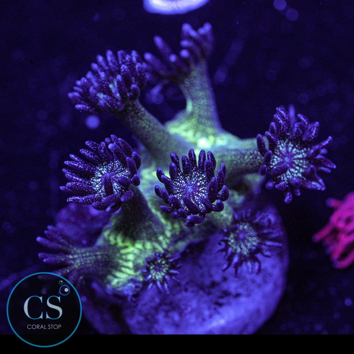Glitter Bomb Goniopora