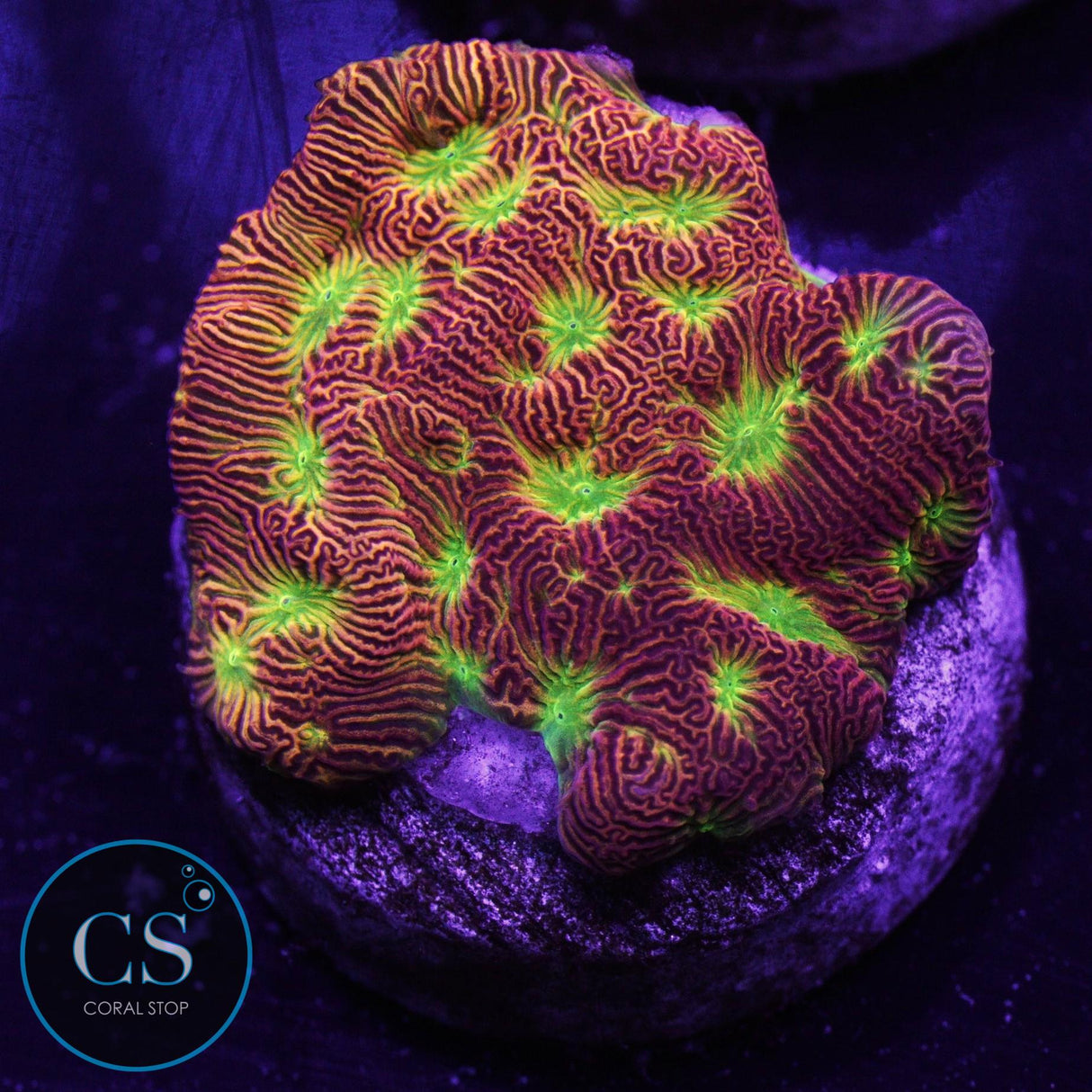 JF Jack O Lantern Lepto