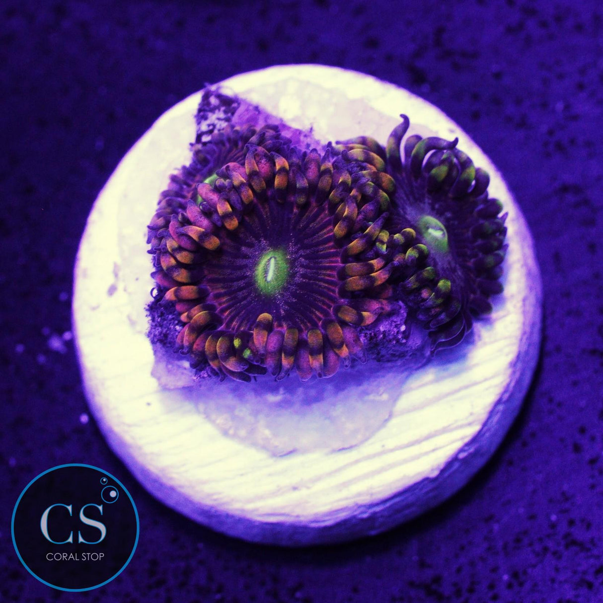 CK Bozo Birthday Zoa