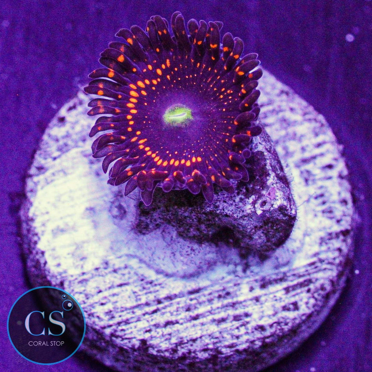 WWC Illuminati Zoa