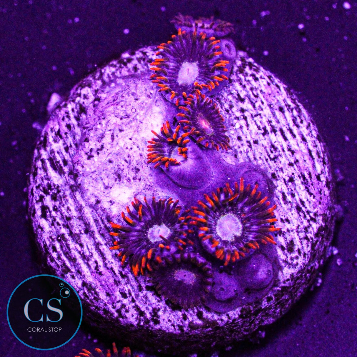 NEW RELEASE CS Hot Stuff Hornet Zoa
