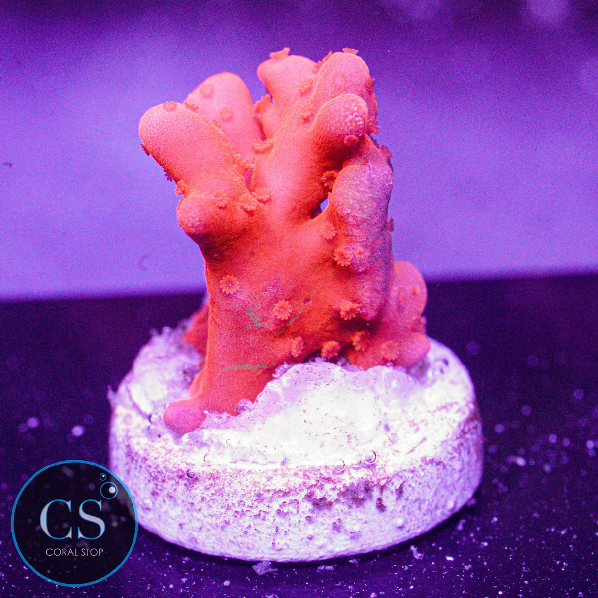 Grafted Setosa