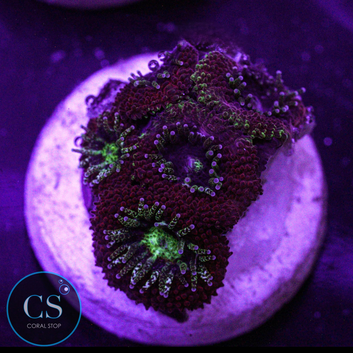 CS Gaslight Micromussa