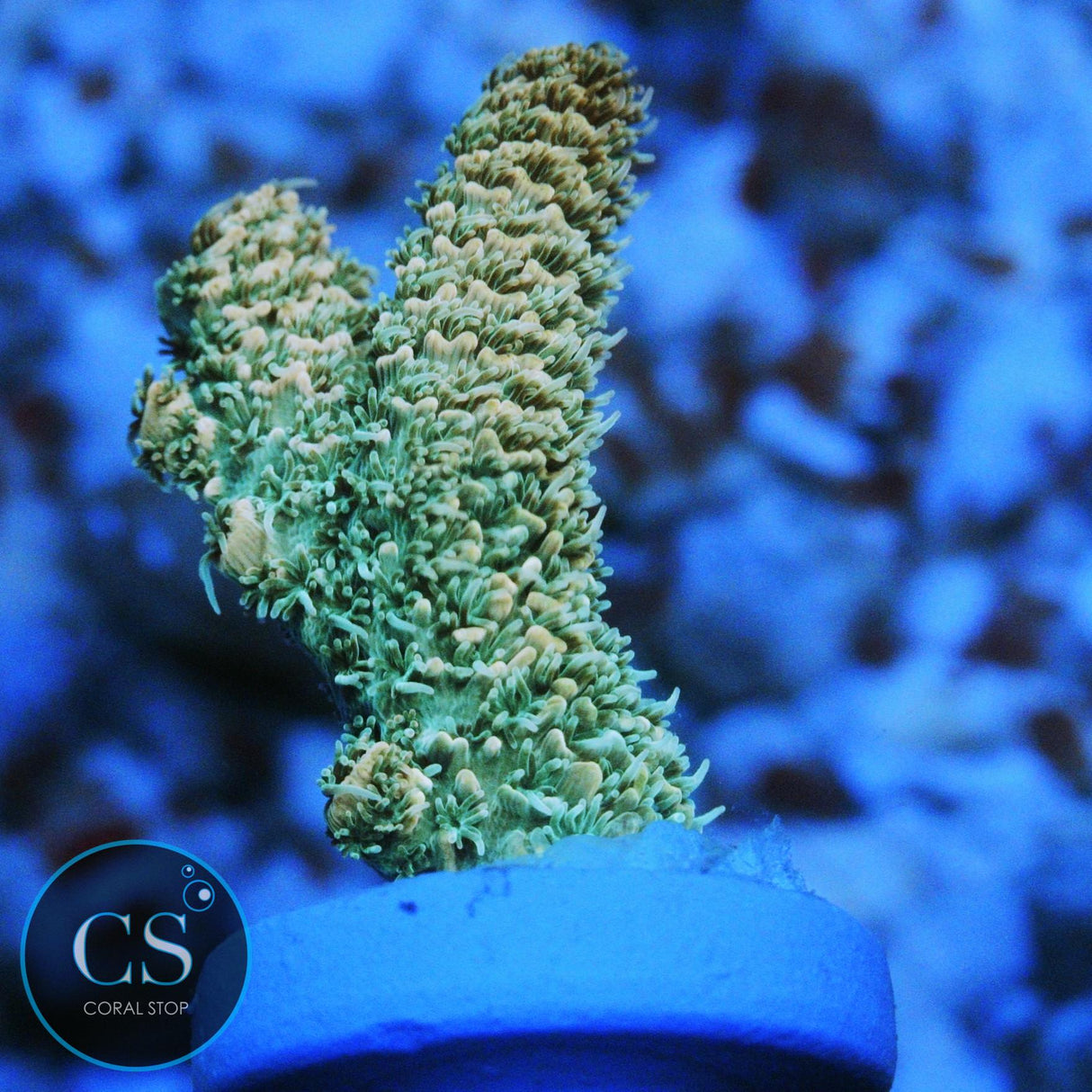 CS TROPICAL RAY MILLI