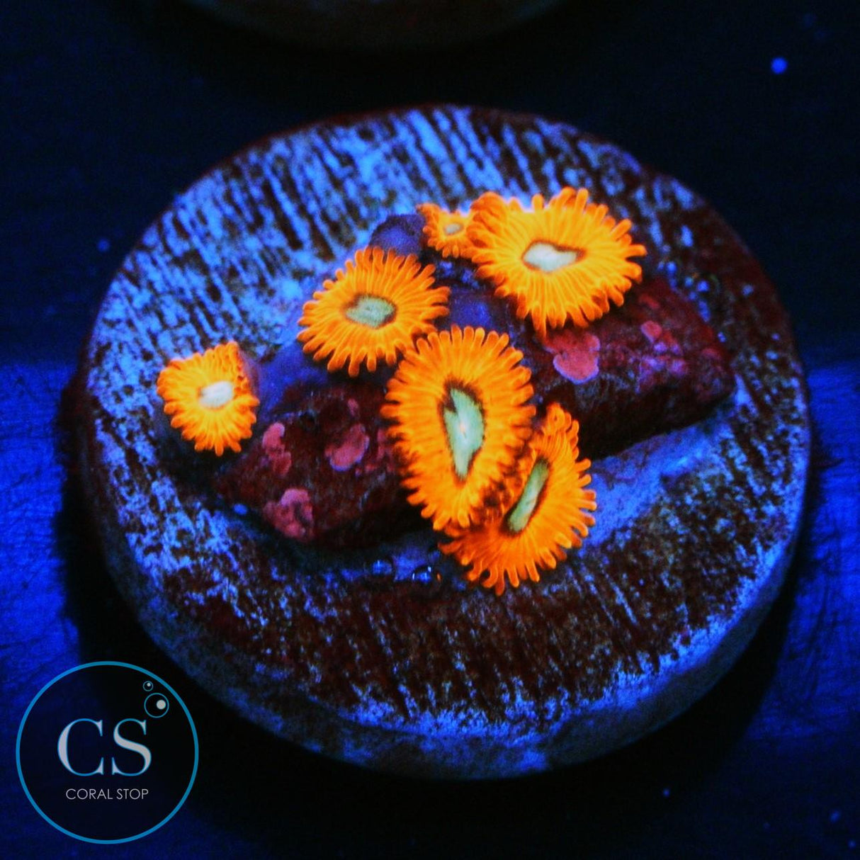 CHARMANDERS ZOA