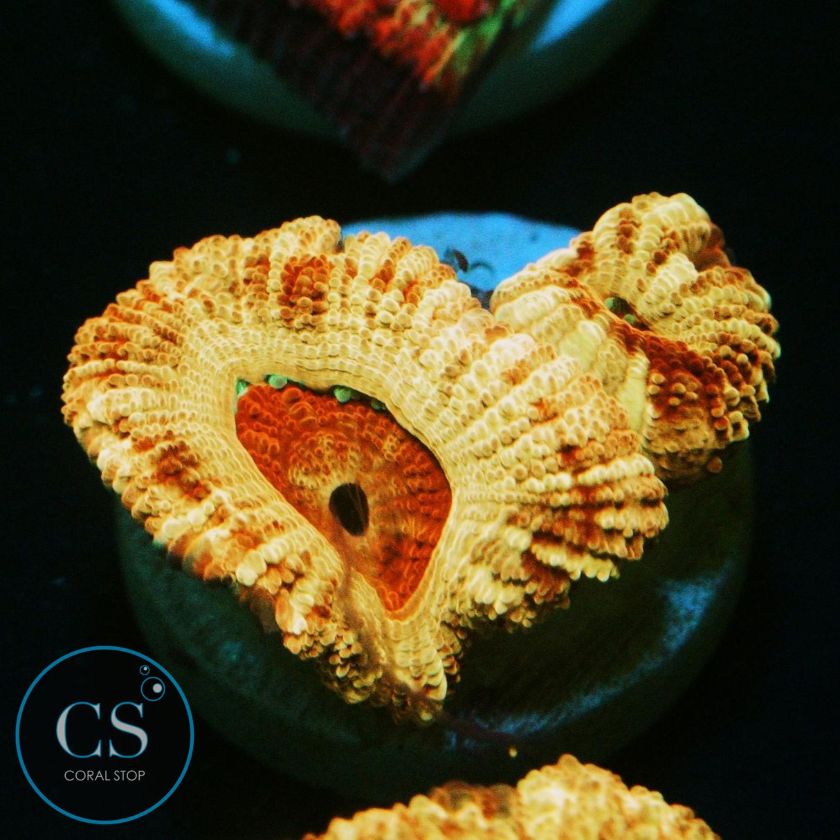 CS NEW RELEASE SUNFIRE BLAZE ASIAN ACAN