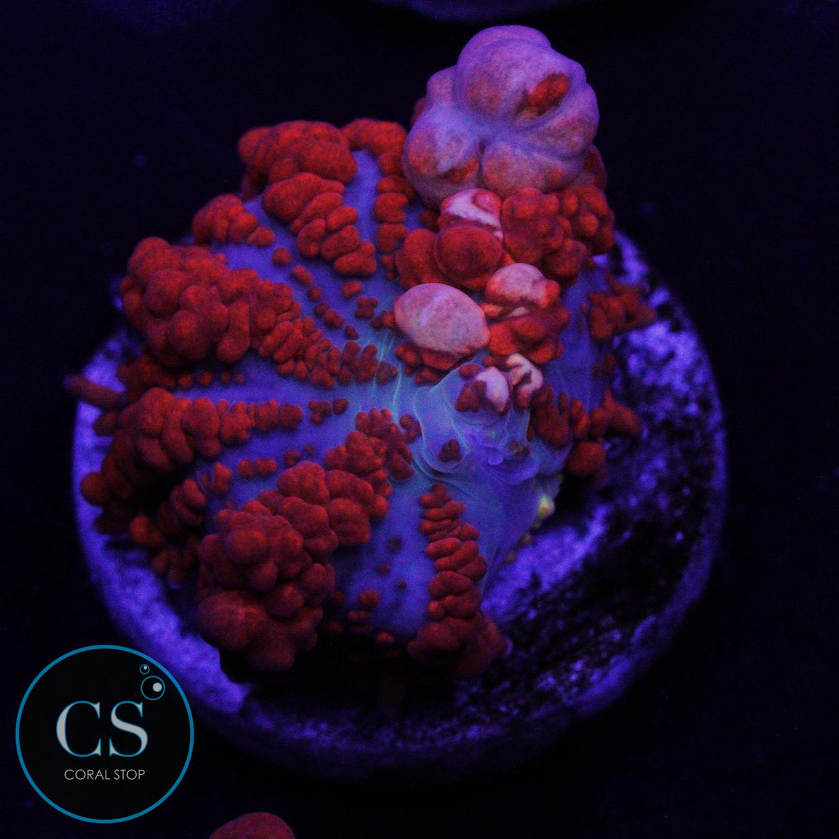 JF RAUNCHY RED BOUNCE MUSHROOM