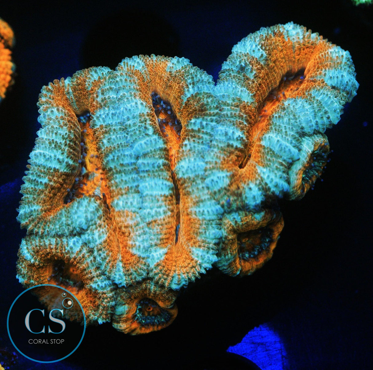 SCREWDRIVER ACAN CHUNK
