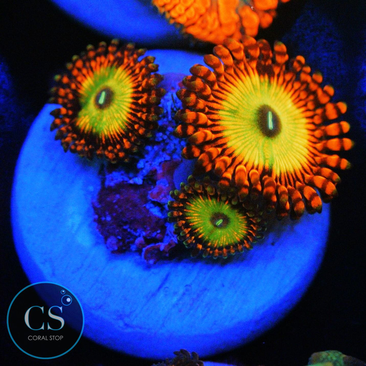 ULTRA BOWSER ZOA