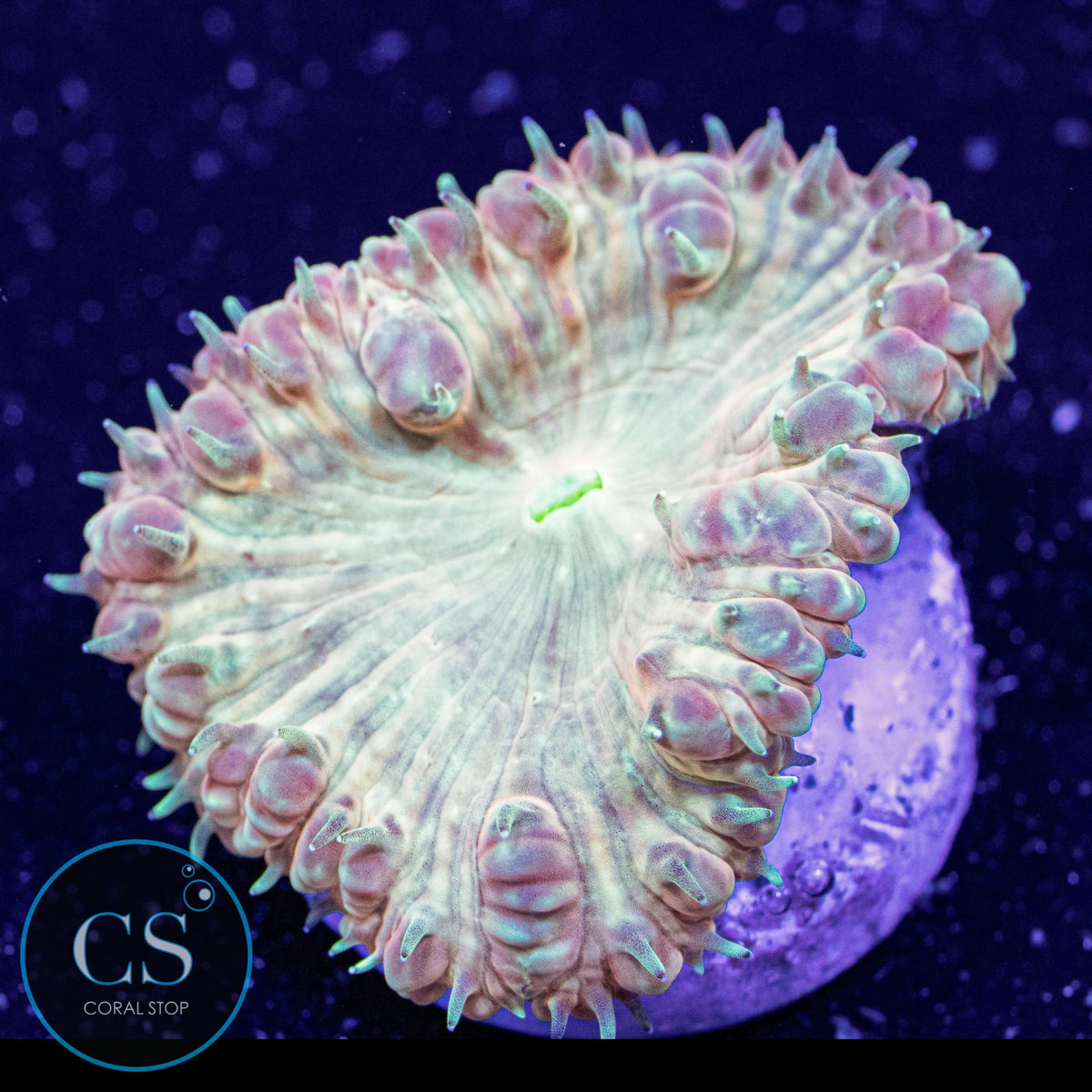 CS New Release Solar Beam Blastomussa