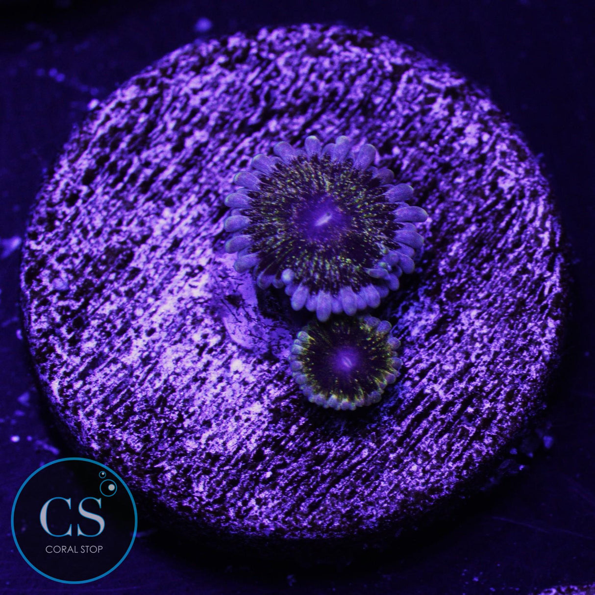 Solar Circus Zoa