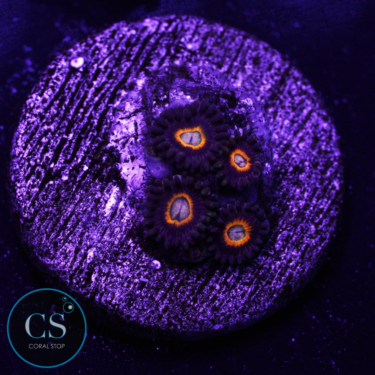 Jawbreaker Hornet Zoa