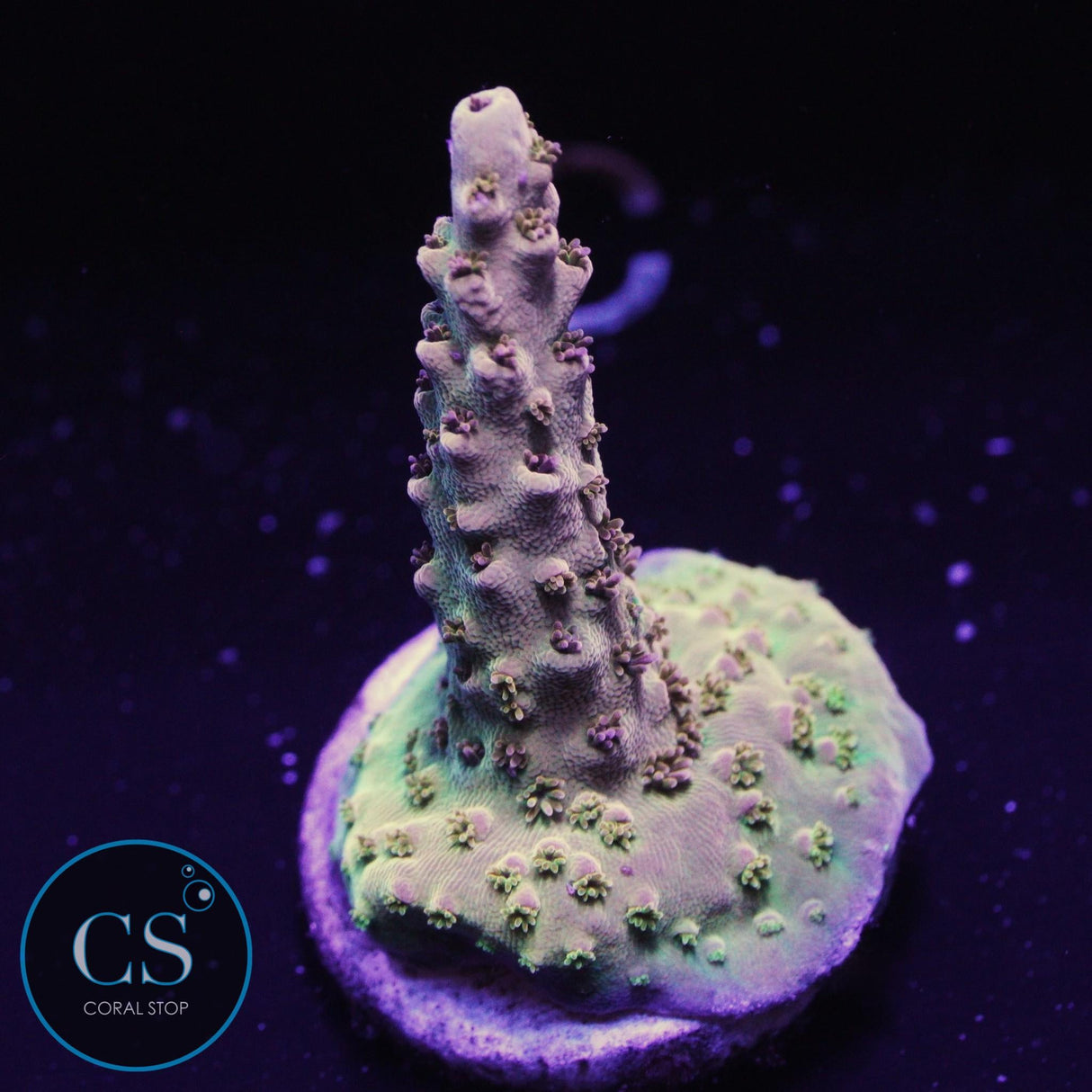 Greg's Unicorn Acropora