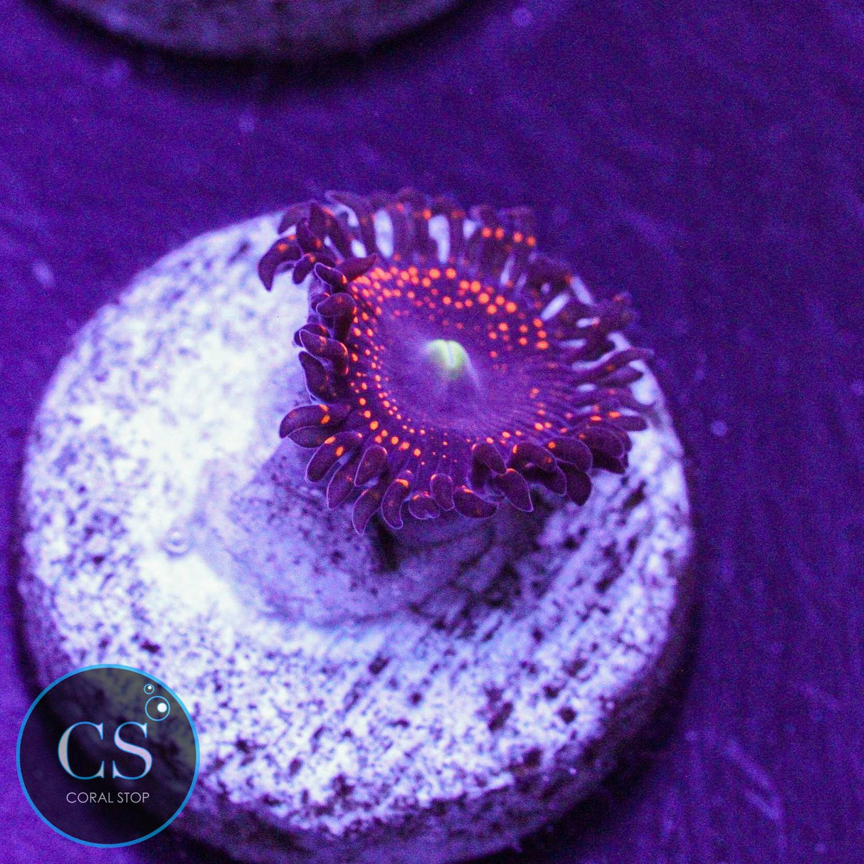 WWC Illuminati Zoa