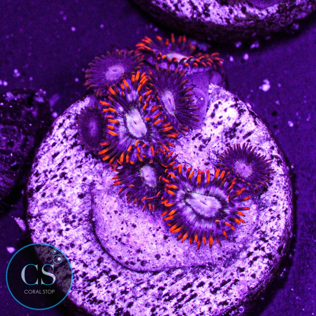 NEW RELEASE CS Hot Stuff Hornet Zoa