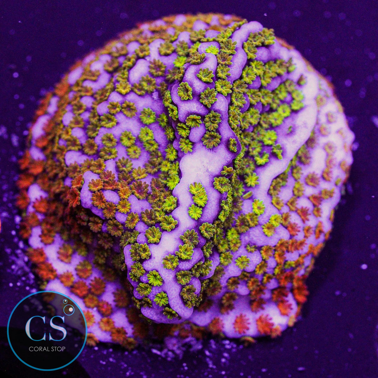 WWC Rainbow Montipora