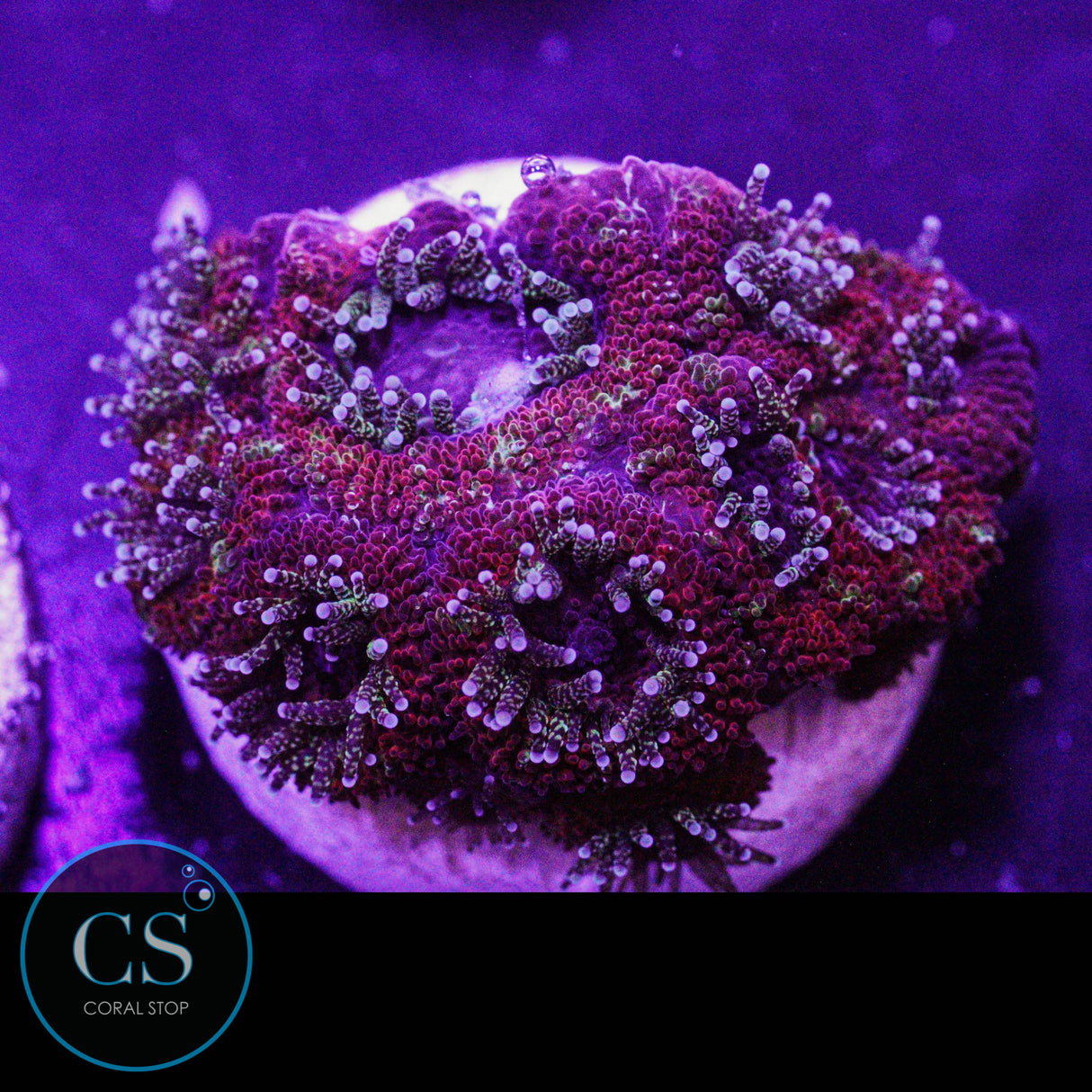 CS Peppermint Micromussa