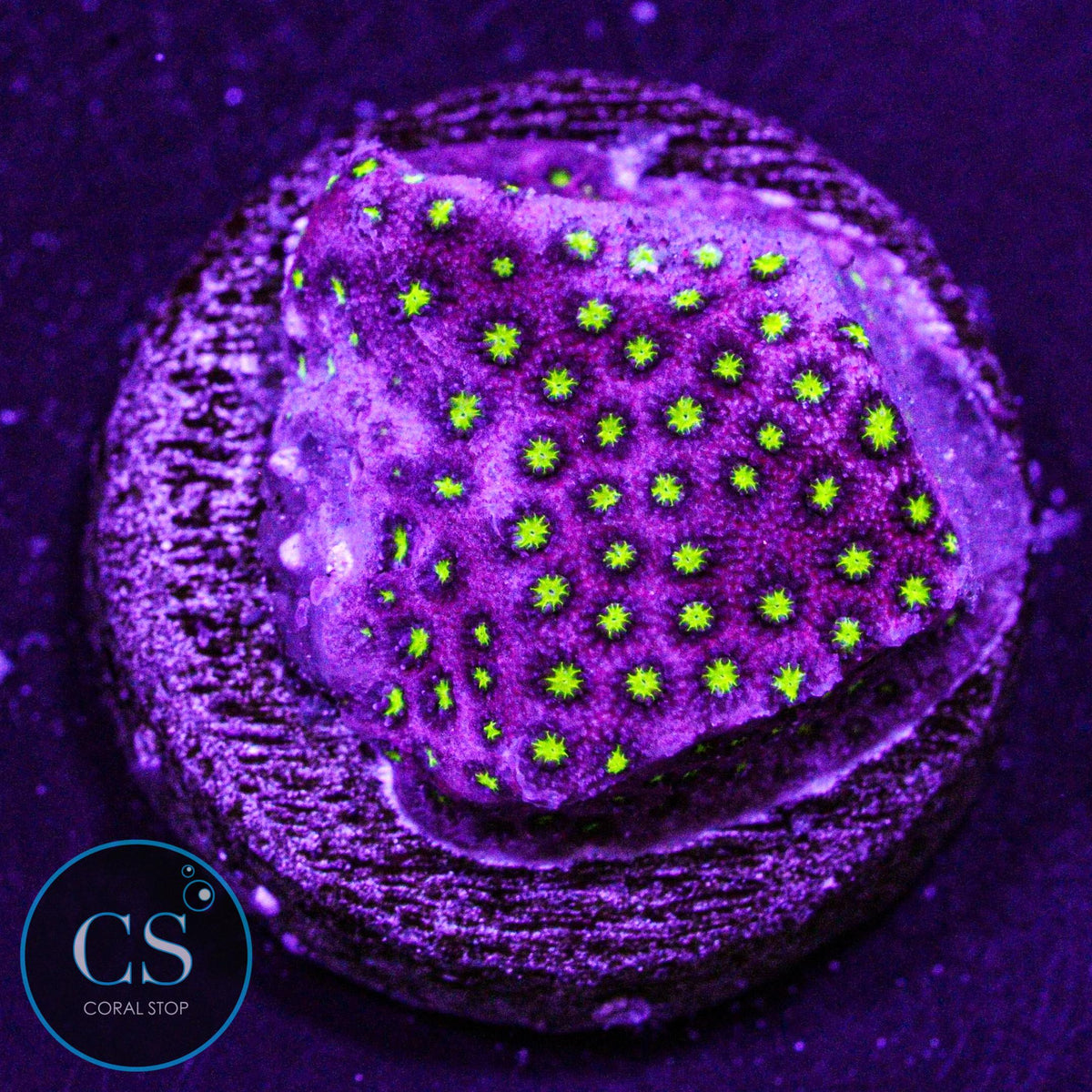 WWC Electric Daisy Stylo