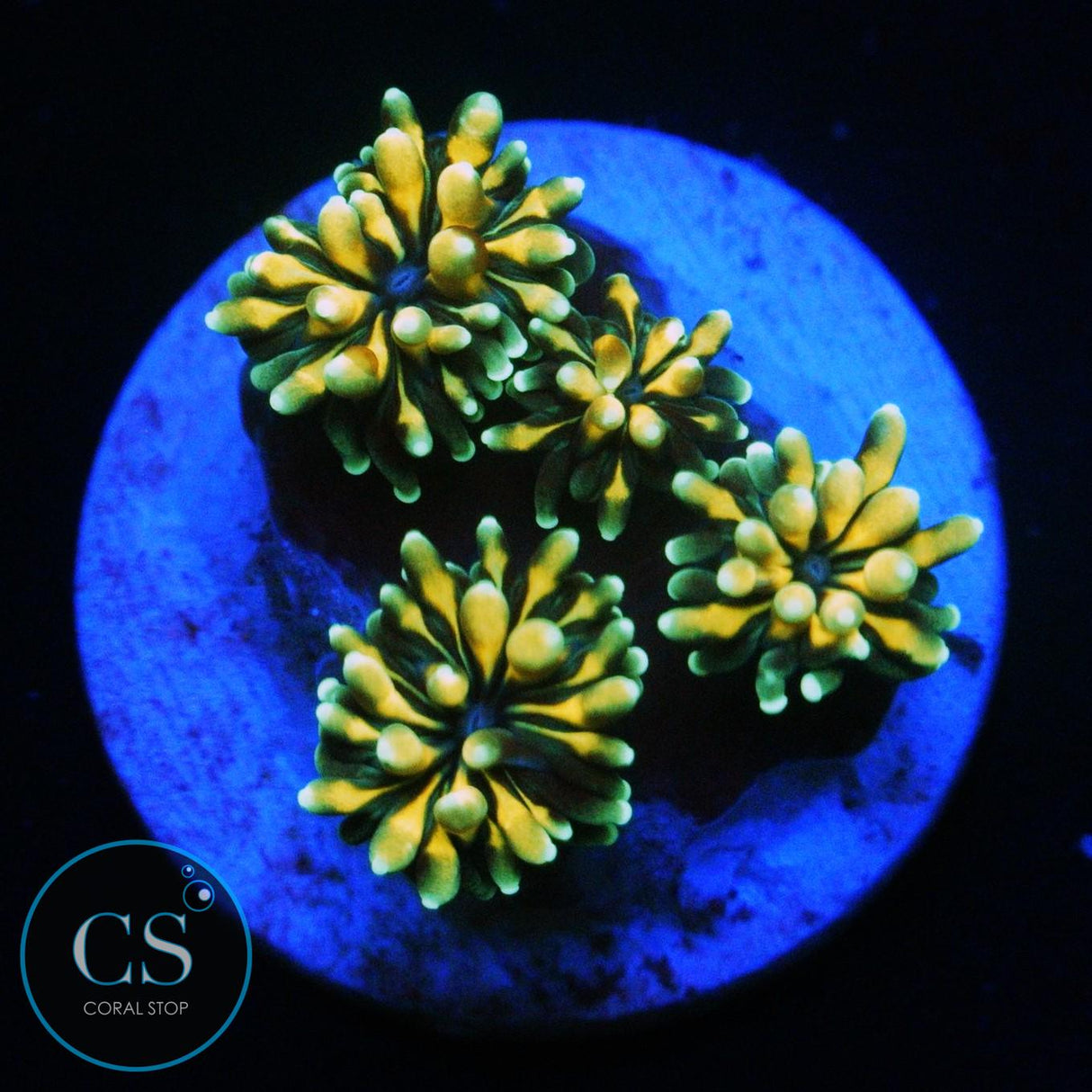 GOLDEN GALAXEA