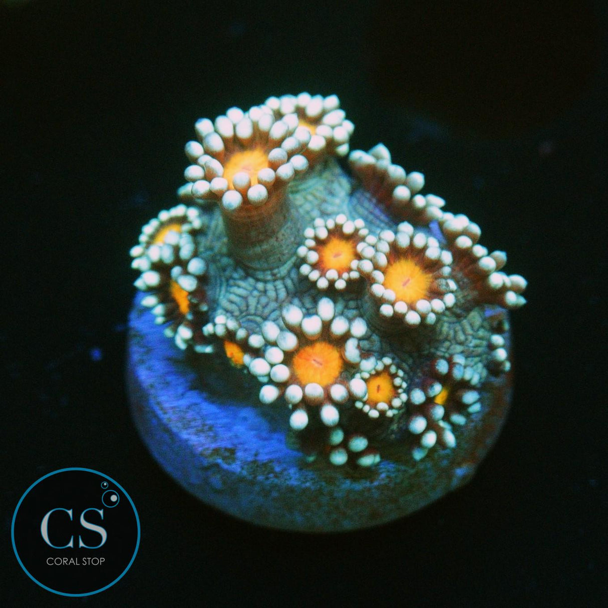 ORANGE BLOSSOM GONI