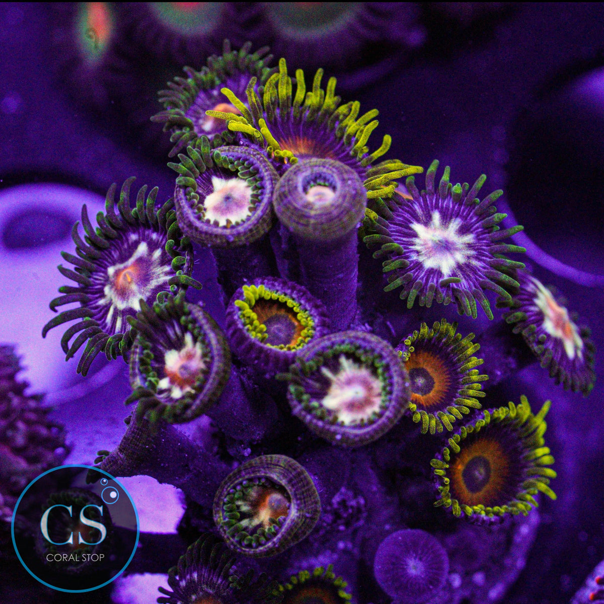 Combo Zoa