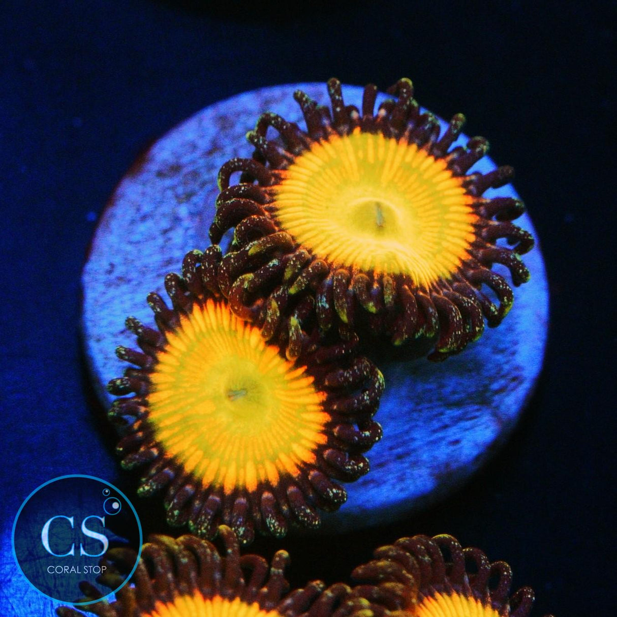 SUNNY DELIGHT ZOA