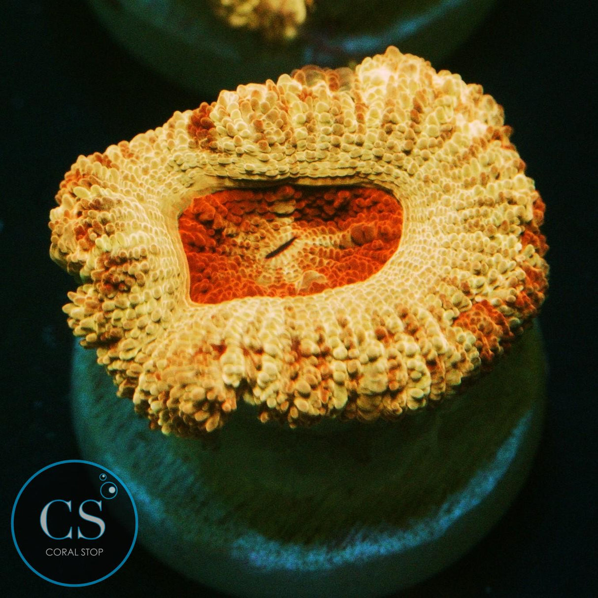 CS NEW RELEASE SUNFIRE BLAZE ASIAN ACAN