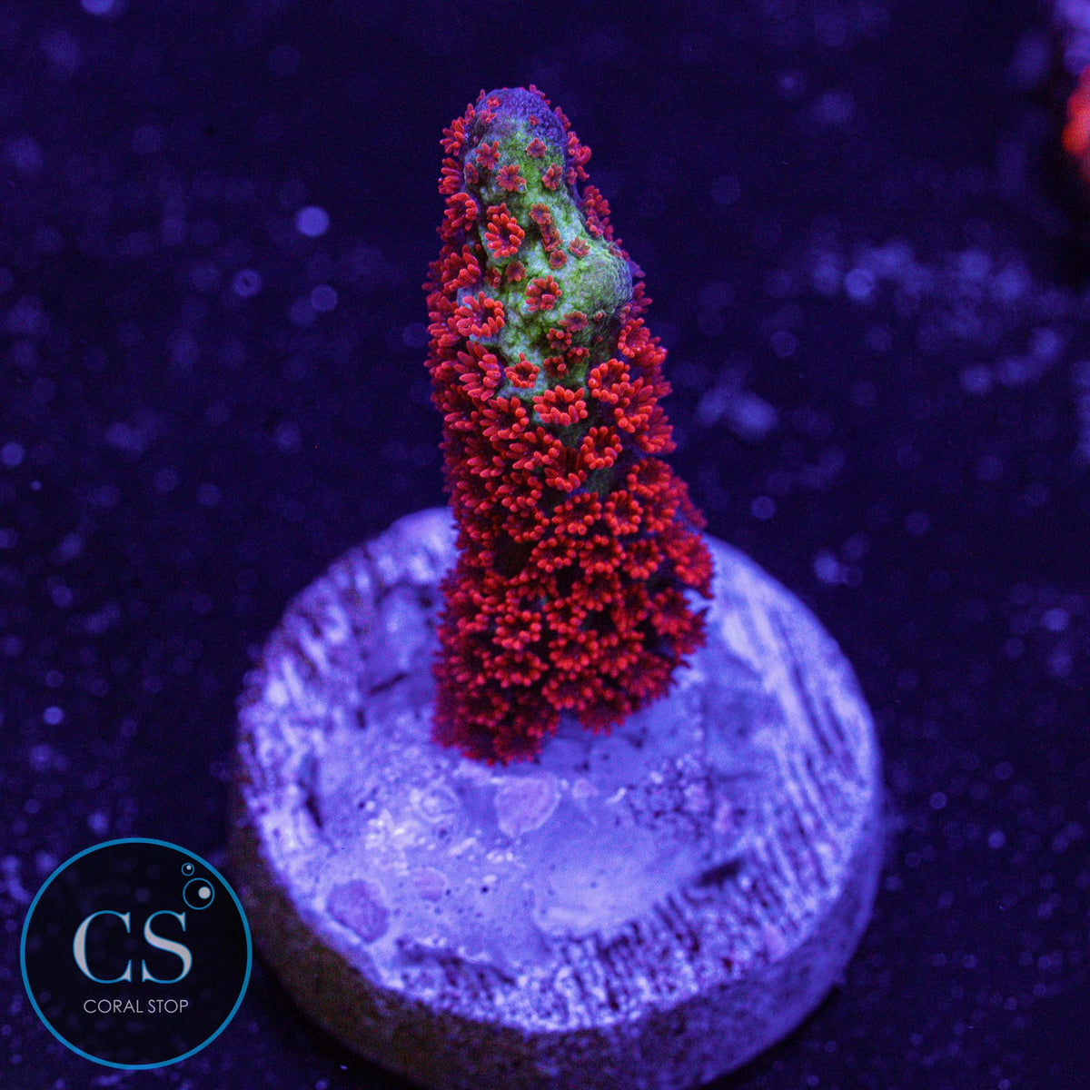 Bubblegum Digitata