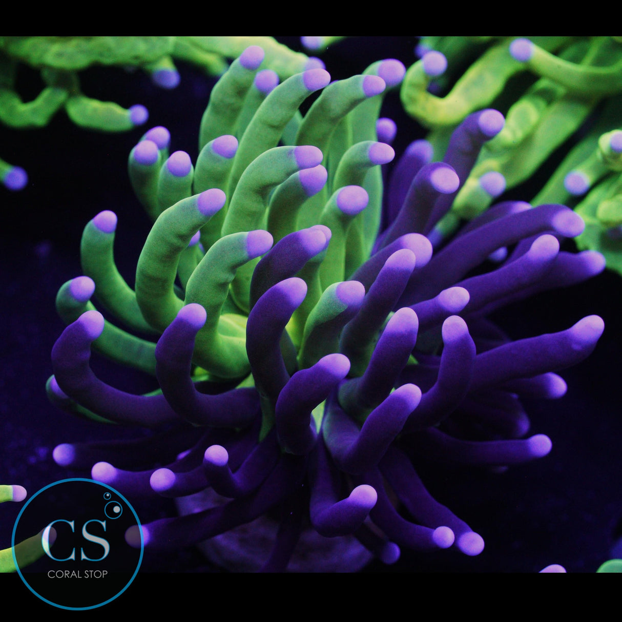 NATURALLY GRAFTED TORCH