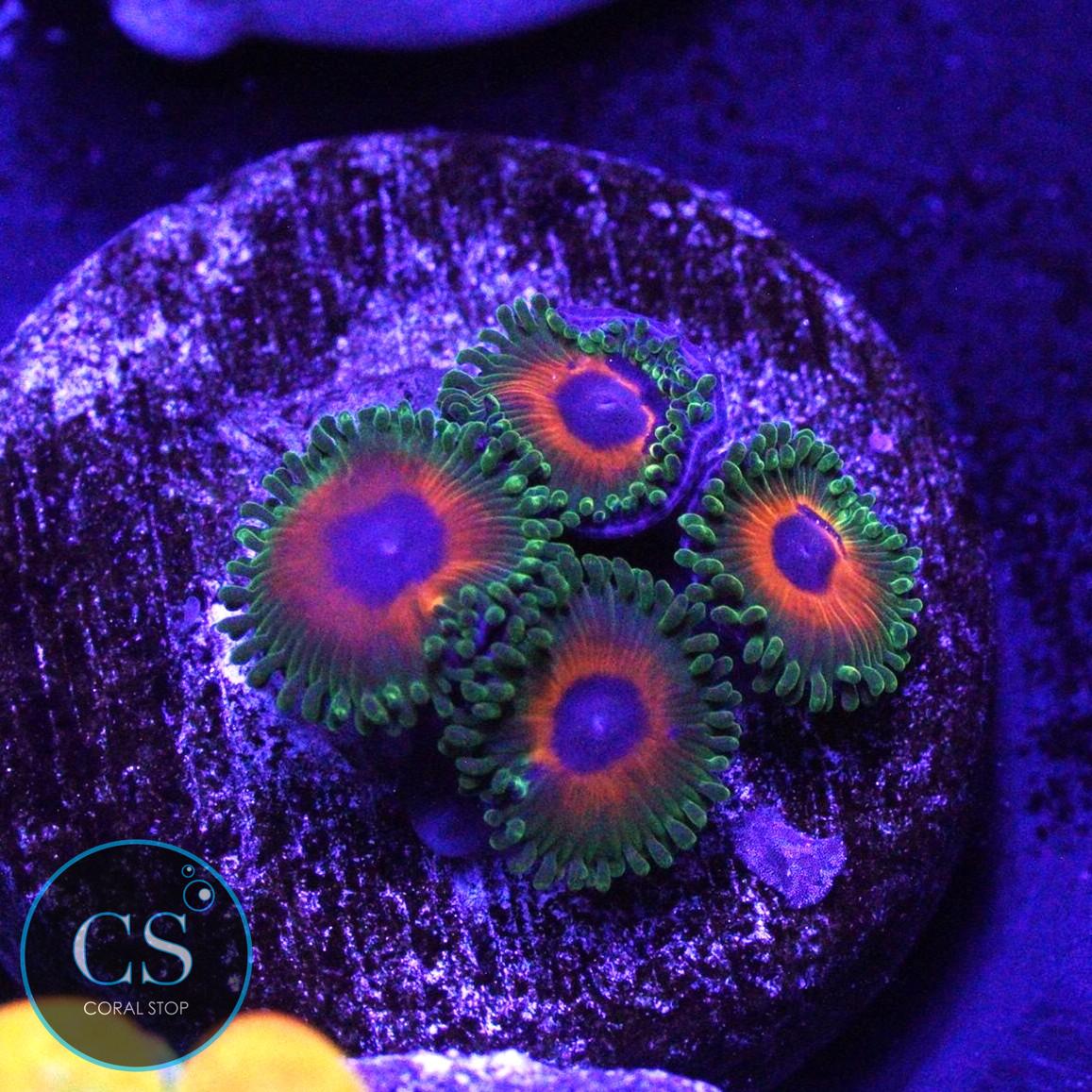 CS REVERSE RASTA ZOA
